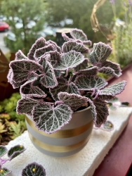 Stickdatei "FSL - 3D-Grünpflanze Saxifraga" --- Design Pack