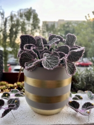 Stickdatei "FSL - 3D-Grünpflanze Saxifraga" --- Design Pack