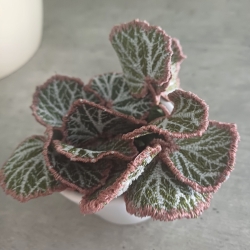 Stickdatei "FSL - 3D-Grünpflanze Saxifraga" --- Design Pack