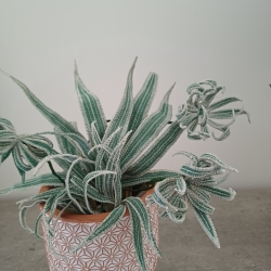 Stickdatei "FSL - 3D-Grünpflanze Chlorophytum-Gruenlilie" --- Design Pack