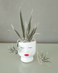 Stickdatei "FSL - 3D-Grünpflanze Chlorophytum-Gruenlilie" --- Design Pack