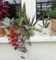 Stickdatei "FSL - 3D-Grünpflanze Chlorophytum-Gruenlilie" --- Design Pack