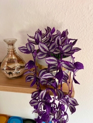 Stickdatei "FSL - 3D-Grünpflanze Tradescantia_Purpusii" --- Design Pack