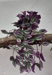 Stickdatei "FSL - 3D-Grünpflanze Tradescantia_Purpusii" --- Design Pack