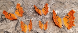 Stickdatei "FSL - Schmetterling C-Falter - Polygonia c-album" --- Design Pack