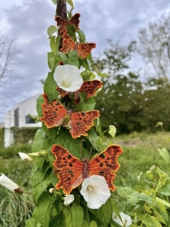 Stickdatei "FSL - Schmetterling C-Falter - Polygonia c-album" --- ca. 60 mm