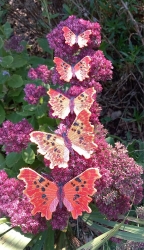 Stickdatei "FSL - Schmetterling C-Falter - Polygonia c-album" --- ca. 60 mm