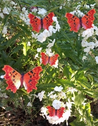 Stickdatei "FSL - Schmetterling C-Falter - Polygonia c-album" --- ca. 100 mm