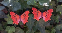 Stickdatei "FSL - Schmetterling C-Falter - Polygonia c-album" --- ca. 120 mm