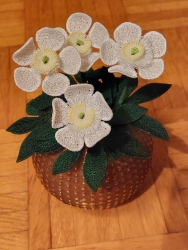 Stickdatei "FSL - 3D-Christrose" --- Design Pack