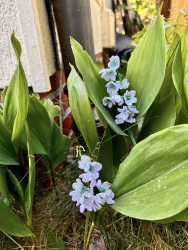 Stickdatei "FSL - 3D-Maiglöckchen" --- Design Pack