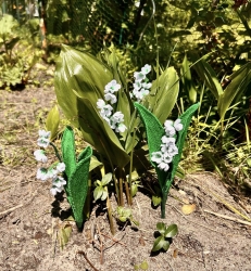 Stickdatei "FSL - 3D-Maiglöckchen" --- Design Pack