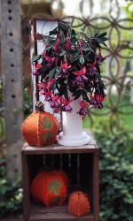 Stickdatei "FSL - 3D-Fuchsie" --- Design Pack