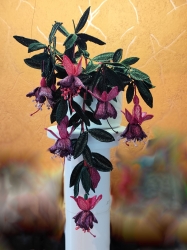 Stickdatei "FSL - 3D-Fuchsie" --- Design Pack