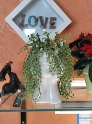 Stickdatei "FSL - 3D-Bubikopf-Soleirolia soleirolii" --- Design Pack