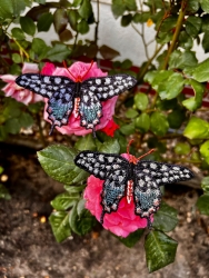 Stickdatei "FSL & ITH- Schmetterling Madagassischer Riesenschwalbenschwanz" --- Design Pack