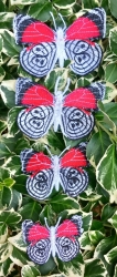 Stickdatei "FSL - Schmetterling Annas 88 (Diaethria anna)" --- Design Pack