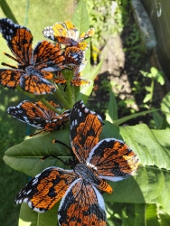 Stickdatei "FSL & ITH - Schmetterling Distelfalter (Vanessa cardui)" --- Design Pack