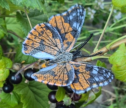 Stickdatei "FSL & ITH - Schmetterling Distelfalter (Vanessa cardui)" --- Design Pack