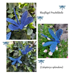 Stickdatei "FSL & ITH - Libelle-Blauflügel-Prachtlibelle (Calopteryx splendens)" --- Design Pack