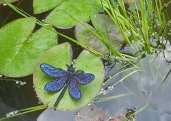 Stickdatei "FSL & ITH - Libelle-Blauflügel-Prachtlibelle (Calopteryx splendens)" --- Design Pack