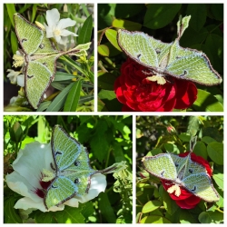 Stickdatei "FSL & ITH - Schmetterling Mondmotte (Actias luna)" --- Design Pack