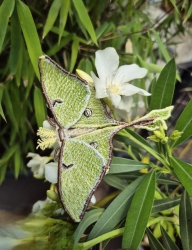 Stickdatei "FSL & ITH - Schmetterling Mondmotte (Actias luna)" --- Design Pack