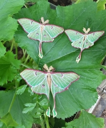 Stickdatei "FSL & ITH - Schmetterling Mondmotte (Actias luna)" --- Design Pack