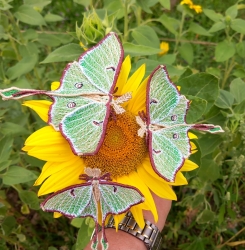 Stickdatei "FSL & ITH - Schmetterling Mondmotte (Actias luna)" --- Design Pack