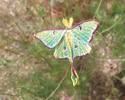 Stickdatei "FSL & ITH - Schmetterling Mondmotte (Actias luna)" --- Design Pack