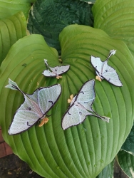 Stickdatei "FSL & ITH - Schmetterling Mondmotte (Actias luna)" --- Design Pack