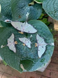 Stickdatei "FSL & ITH - Schmetterling Mondmotte (Actias luna)" --- Design Pack