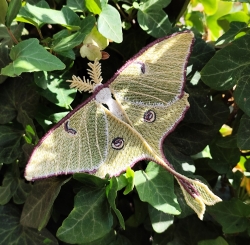 Stickdatei "FSL - Schmetterling Mondmotte (Actias luna)" --- Design Pack