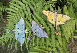 Stickdatei "FSL - Schmetterling Mondmotte (Actias luna)" --- Design Pack