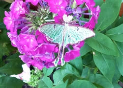 Stickdatei "FSL - Schmetterling Mondmotte (Actias luna)" --- Design Pack