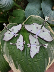 Stickdatei "FSL - Schmetterling Mondmotte (Actias luna)" --- Design Pack