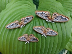 Stickdatei "FSL & ITH - Schmetterling Kleines Nachtpfauenauge (Saturnia pavonia)" --- Design Pack