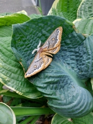 Stickdatei "FSL & ITH - Schmetterling Kleines Nachtpfauenauge (Saturnia pavonia)" --- Design Pack