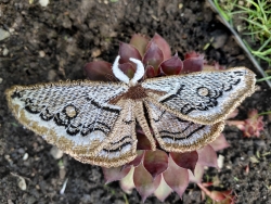 Stickdatei "FSL & ITH - Schmetterling Kleines Nachtpfauenauge (Saturnia pavonia)" --- Design Pack