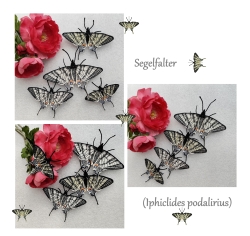 Stickdatei "FSL & ITH - Schmetterling Segelfalter (Iphiclides podalirius)" --- Design Pack