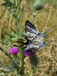 Stickdatei "FSL & ITH - Schmetterling Segelfalter (Iphiclides podalirius)" --- Design Pack