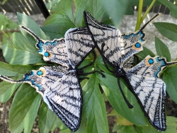 Stickdatei "FSL & ITH - Schmetterling Segelfalter (Iphiclides podalirius)" --- Design Pack