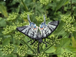 Stickdatei "FSL & ITH - Schmetterling Segelfalter (Iphiclides podalirius)" --- Design Pack