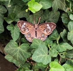 Stickdatei "FSL & ITH - Schmetterling Nordamerikanisches Pfauenauge (Junonia coenia)" --- Design Pack