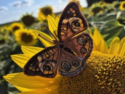 Stickdatei "FSL & ITH - Schmetterling Nordamerikanisches Pfauenauge (Junonia coenia)" --- Design Pack