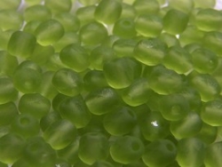 #05.3 50 Stück - 4,0 mm Glasschliffperlen - tr. matt olivine
