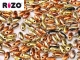 #17 10g Rizo-Beads jet california gold rush
