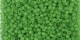10 g TOHO Seed Beads 11/0 TR-11-0306 F - Inside-Color Matte Jonquil/Lime Lined (E)