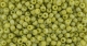 10 g TOHO Seed Beads 11/0 TR-11-2630 F - Semi Glazed Rainbow - Lemongrass (C)