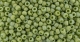 10 g TOHO Seed Beads 11/0 TR-11-2632 F - Semi Glazed Rainbow - Honeydew (C)